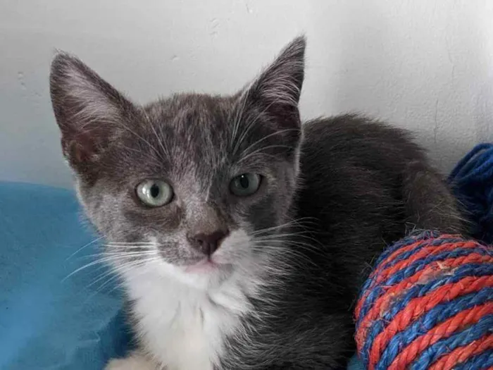 Gato ra a SRD idade 2 a 6 meses nome BOOBY