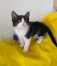 ALEK