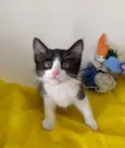 ALEK