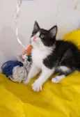 ALEK