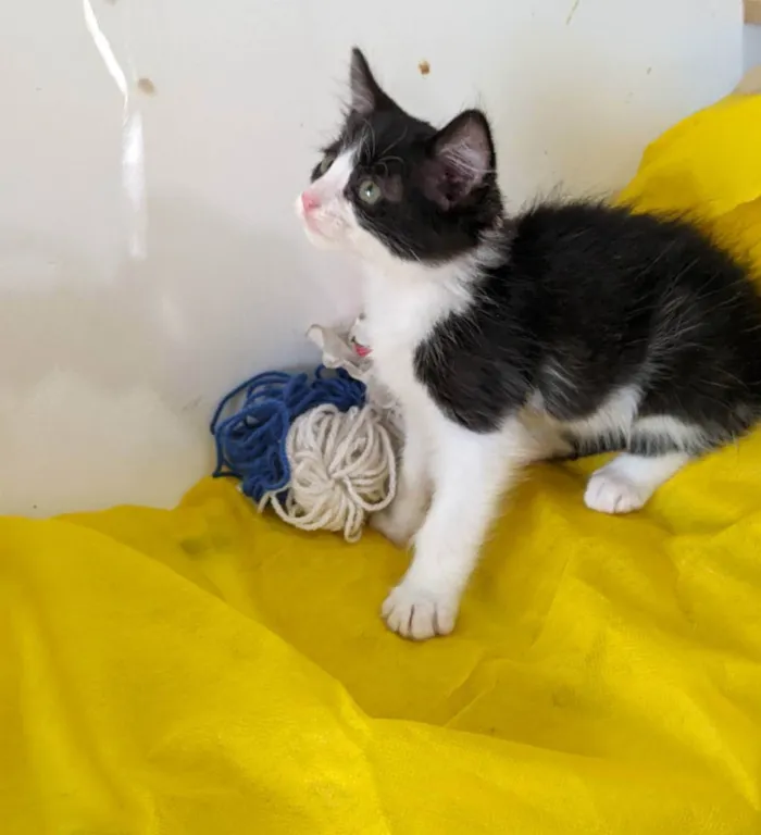 Gato ra a SRD idade 2 a 6 meses nome ALEK