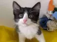 ALEK