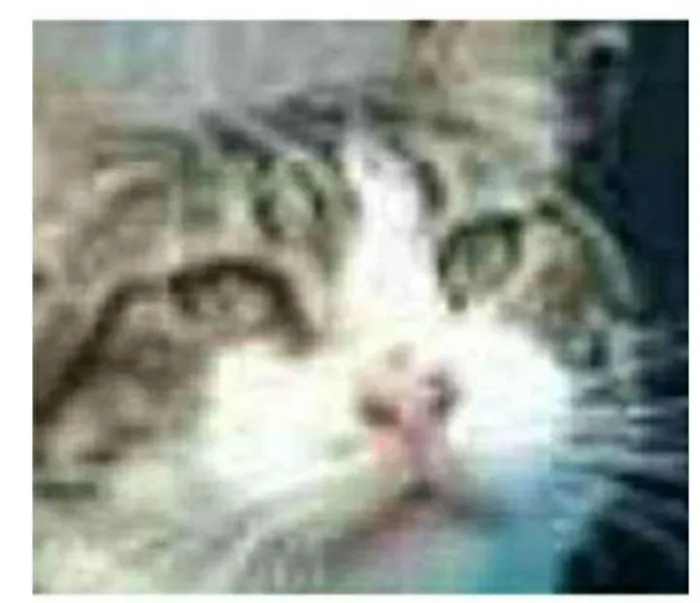 Gato ra a srd idade 5 anos nome RAÍ