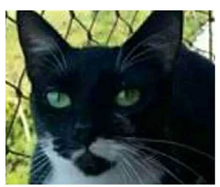 Gato ra a srd bicolor idade 1 ano nome ELISA