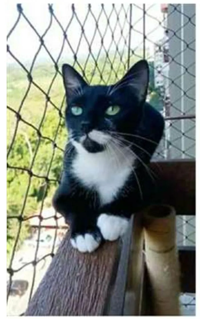 Gato ra a srd bicolor idade 1 ano nome ELISA
