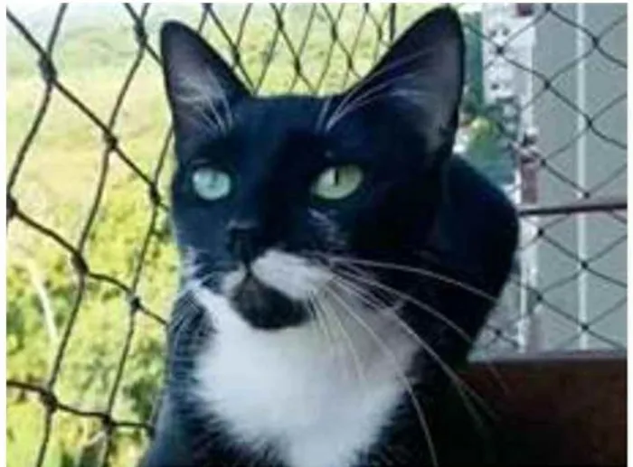 Gato ra a srd bicolor idade 1 ano nome ELISA