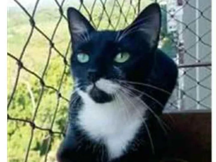 Gato ra a srd bicolor idade 1 ano nome ELISA