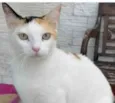 DÁLIA