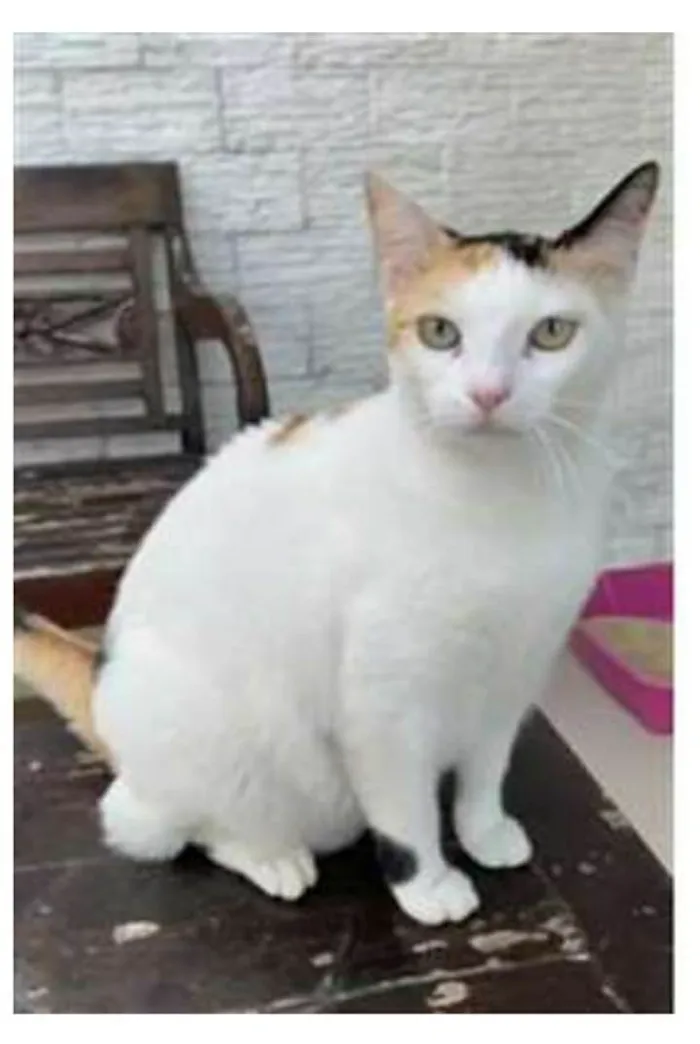 Gato ra a srd tricolor idade 1 ano nome DÁLIA 