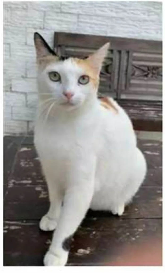 Gato ra a srd tricolor idade 1 ano nome DÁLIA 