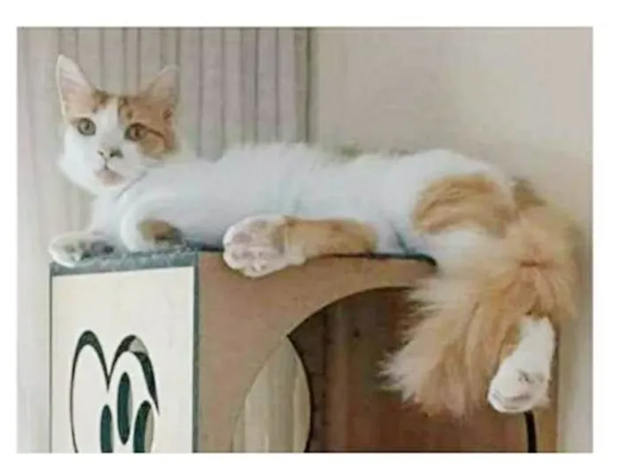 Gato ra a srd bicolor idade 1 ano nome OZZY