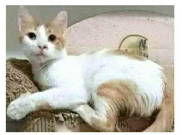 Gato ra a srd bicolor idade 1 ano nome OZZY