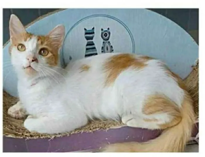 Gato ra a srd bicolor idade 1 ano nome OZZY