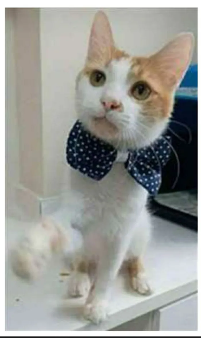 Gato ra a srd bicolor idade 1 ano nome OZZY