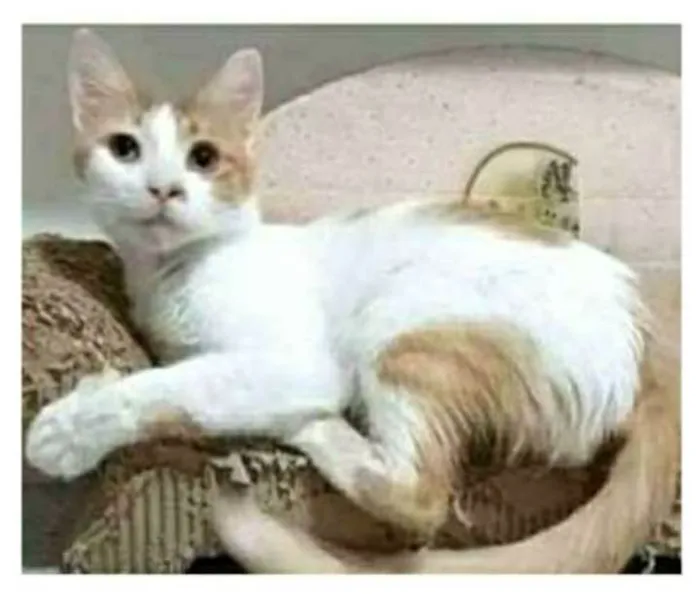 Gato ra a srd bicolor idade 1 ano nome OZZY
