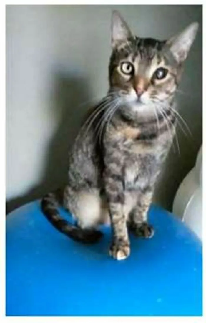 Gato ra a srd tricolor idade 2 anos nome LISSY