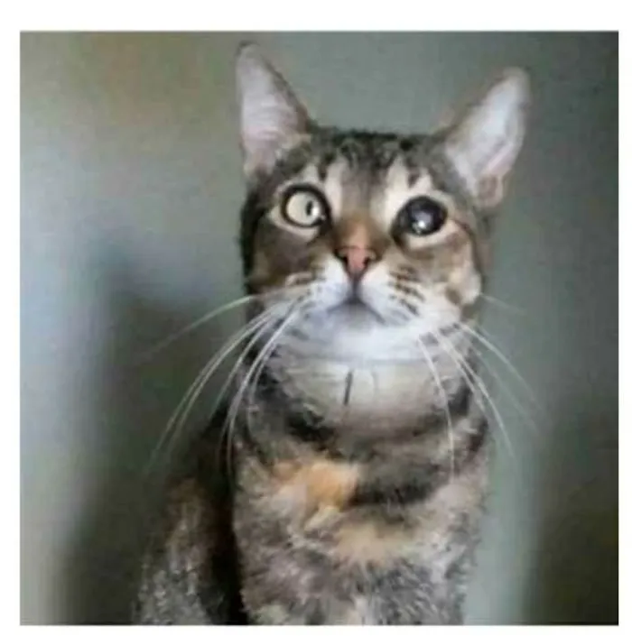 Gato ra a srd tricolor idade 2 anos nome LISSY
