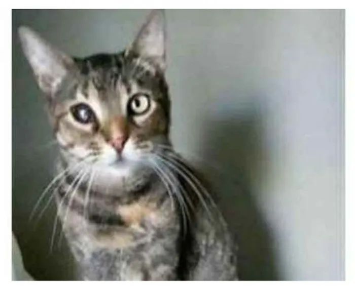 Gato ra a srd tricolor idade 2 anos nome LISSY
