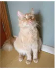 BEN