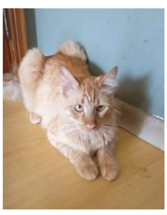 Gato ra a srd pelo longo idade 1 ano nome BEN