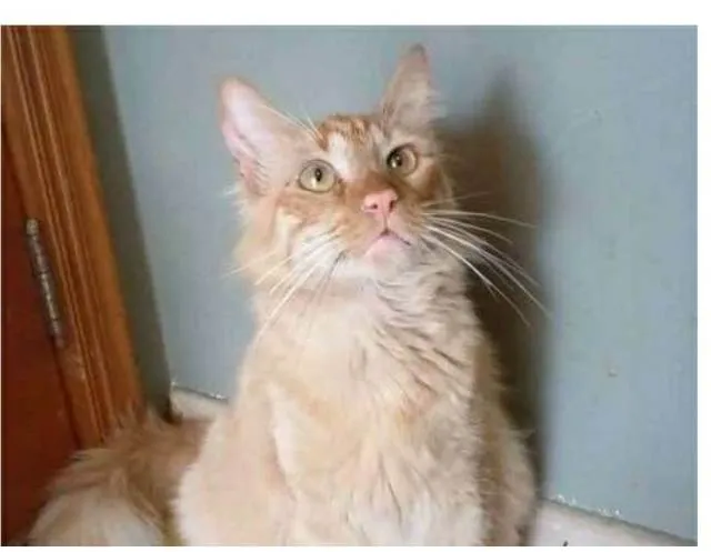 Gato ra a srd pelo longo idade 1 ano nome BEN