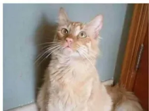 Gato raça srd pelo longo idade 1 ano nome BEN