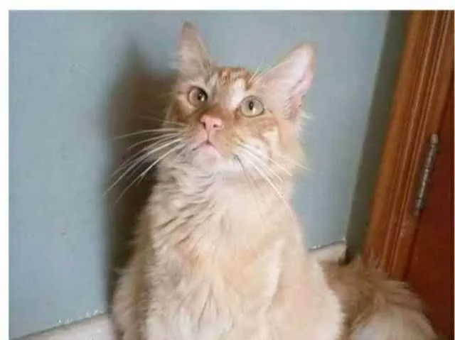 Gato ra a srd pelo longo idade 1 ano nome BEN