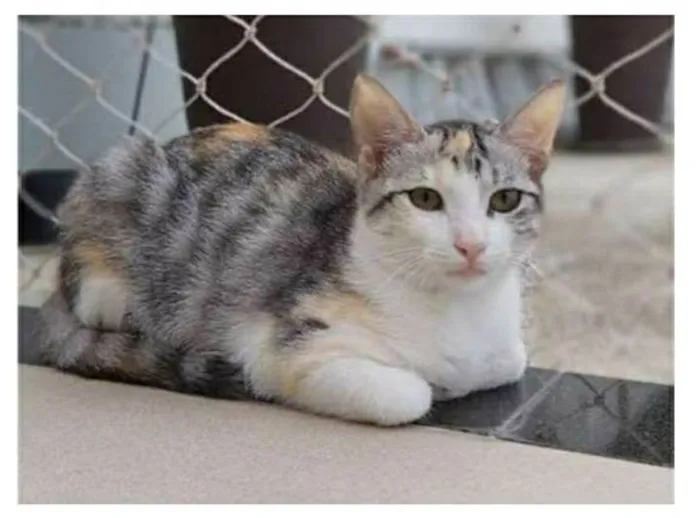 Gato ra a srd tricolor idade 2 a 6 meses nome PENÉLOPE 