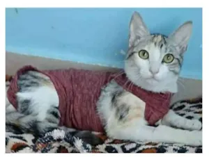 Gato raça srd tricolor idade 2 a 6 meses nome PENÉLOPE 