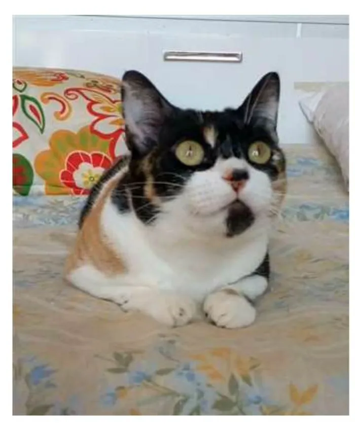 Gato ra a srd tricolor idade 1 ano nome SARA