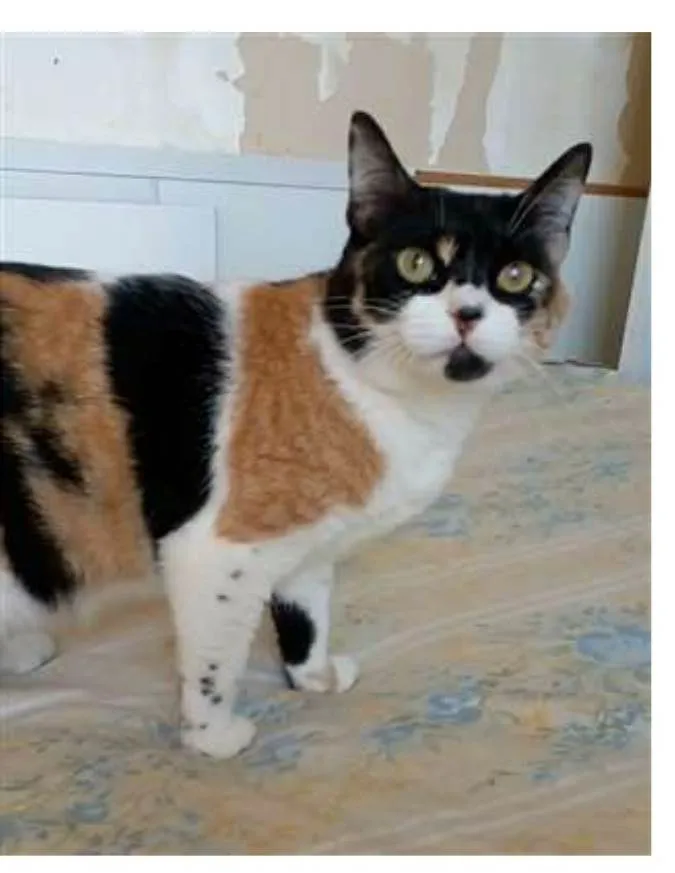 Gato ra a srd tricolor idade 1 ano nome SARA