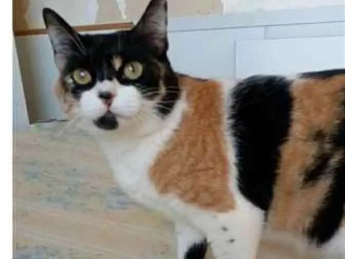 Gato ra a srd tricolor idade 1 ano nome SARA