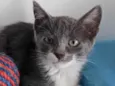 BOOBY
