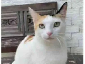 Gato raça srd tricolor idade 1 ano nome DÁLIA 
