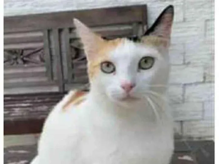 Gato ra a srd tricolor idade 1 ano nome DÁLIA 