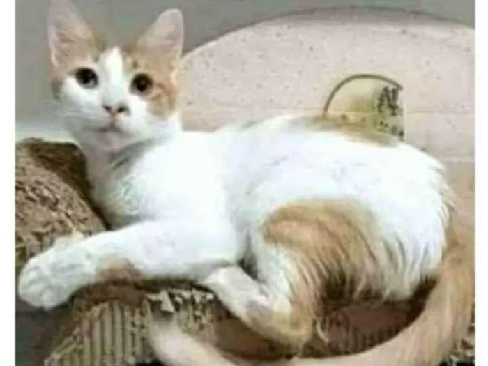 Gato ra a srd bicolor idade 1 ano nome OZZY
