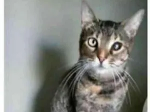 Gato raça srd tricolor idade 2 anos nome LISSY