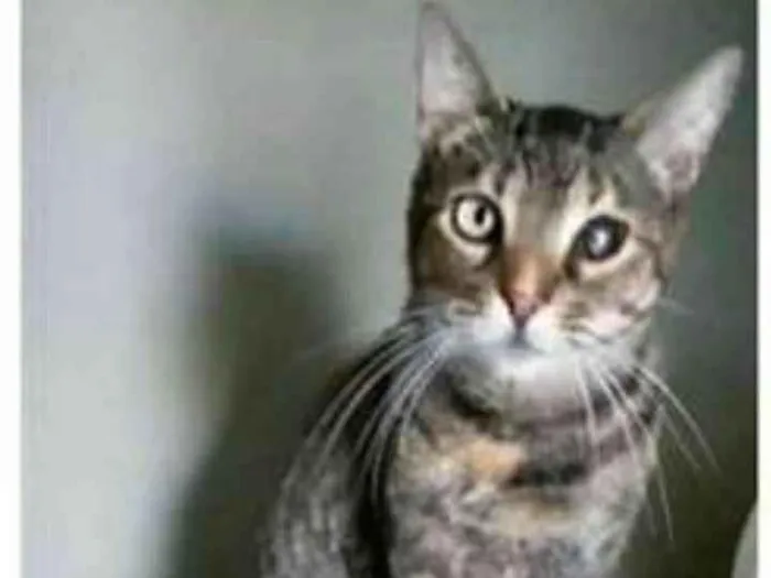 Gato ra a srd tricolor idade 2 anos nome LISSY