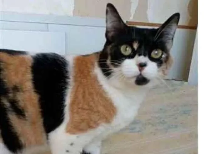 Gato ra a srd tricolor idade 1 ano nome SARA