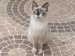 Gato raça S.R.D. idade 2 a 6 meses nome Bela