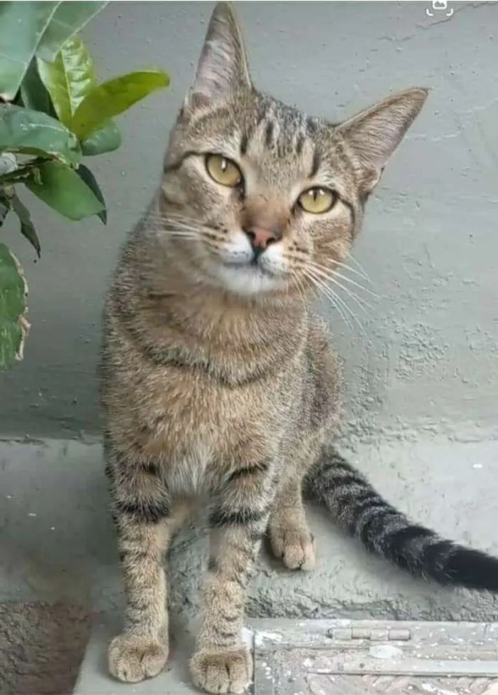 Gato ra a srd bicolor idade 7 a 11 meses nome TIQUINHO