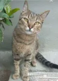 TIQUINHO
