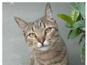 Gato raça srd bicolor idade 7 a 11 meses nome TIQUINHO