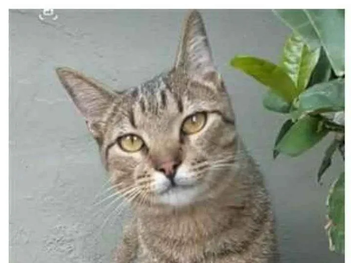 Gato ra a srd bicolor idade 7 a 11 meses nome TIQUINHO