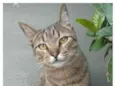 TIQUINHO