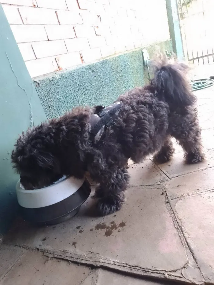 Cachorro ra a Lhasa Apso com poodle  idade 2 anos nome Desconhecido 