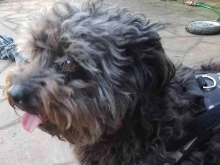 Cachorro ra a Lhasa Apso com poodle  idade 2 anos nome Desconhecido 