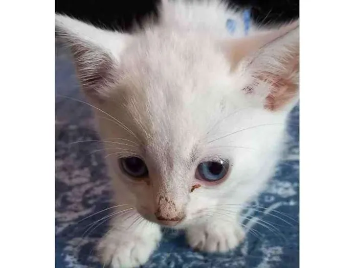 Gato raça Sianes idade Abaixo de 2 meses nome S/NOME