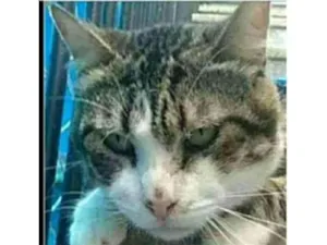 Gato raça srd idade 5 anos nome RAÍ