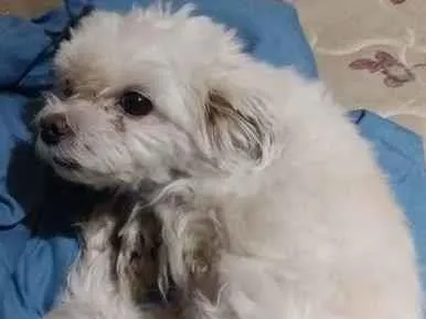 Cachorro raça Maltês idade 6 ou mais anos nome Skipe